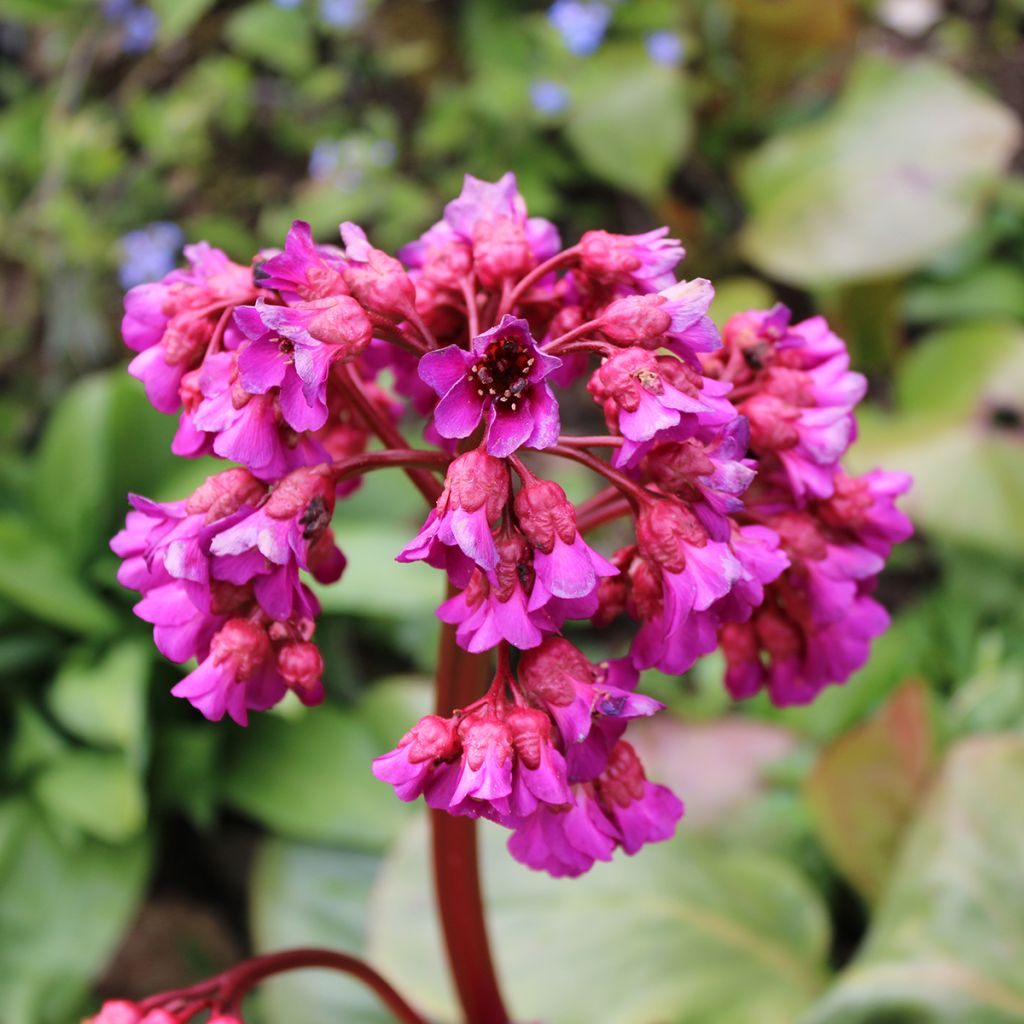 Bergenia purpurascens