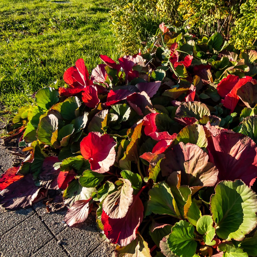 Bergenia purpurascens