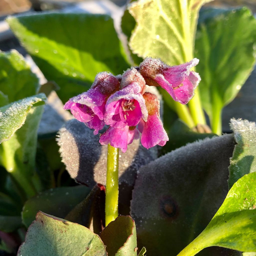 Bergenia purpurascens