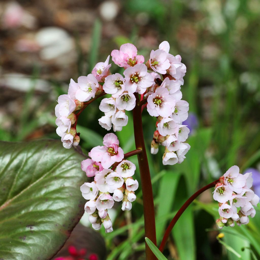 Bergenia schmidtii