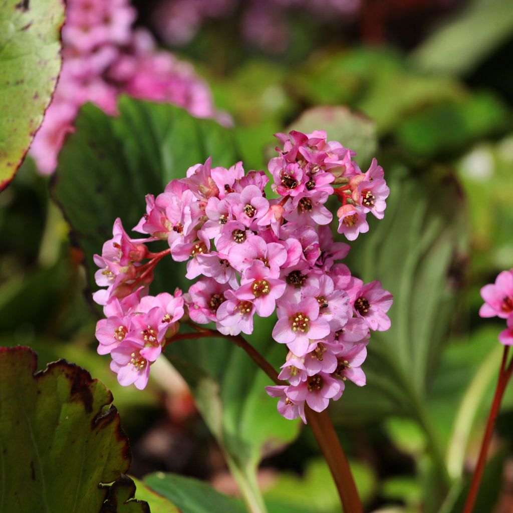 Bergenia schmidtii