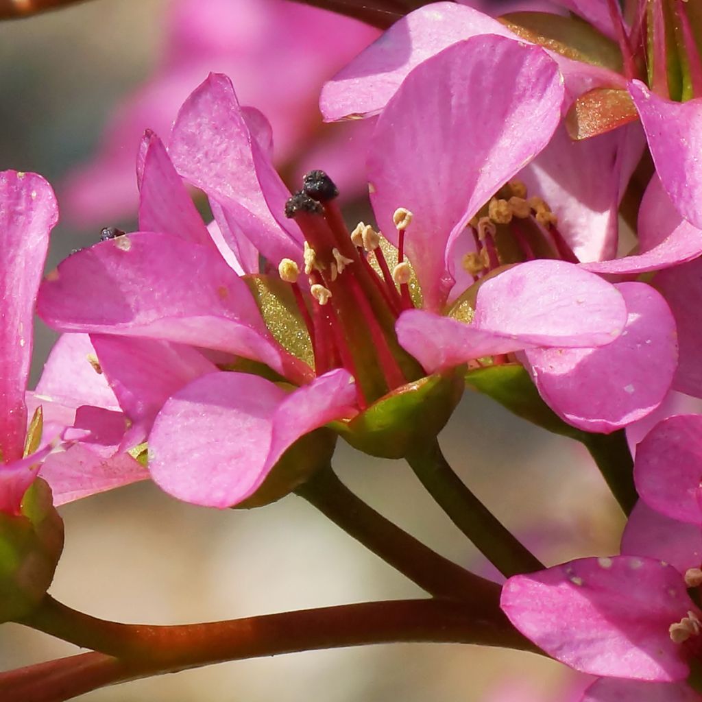 Bergenia stracheyi