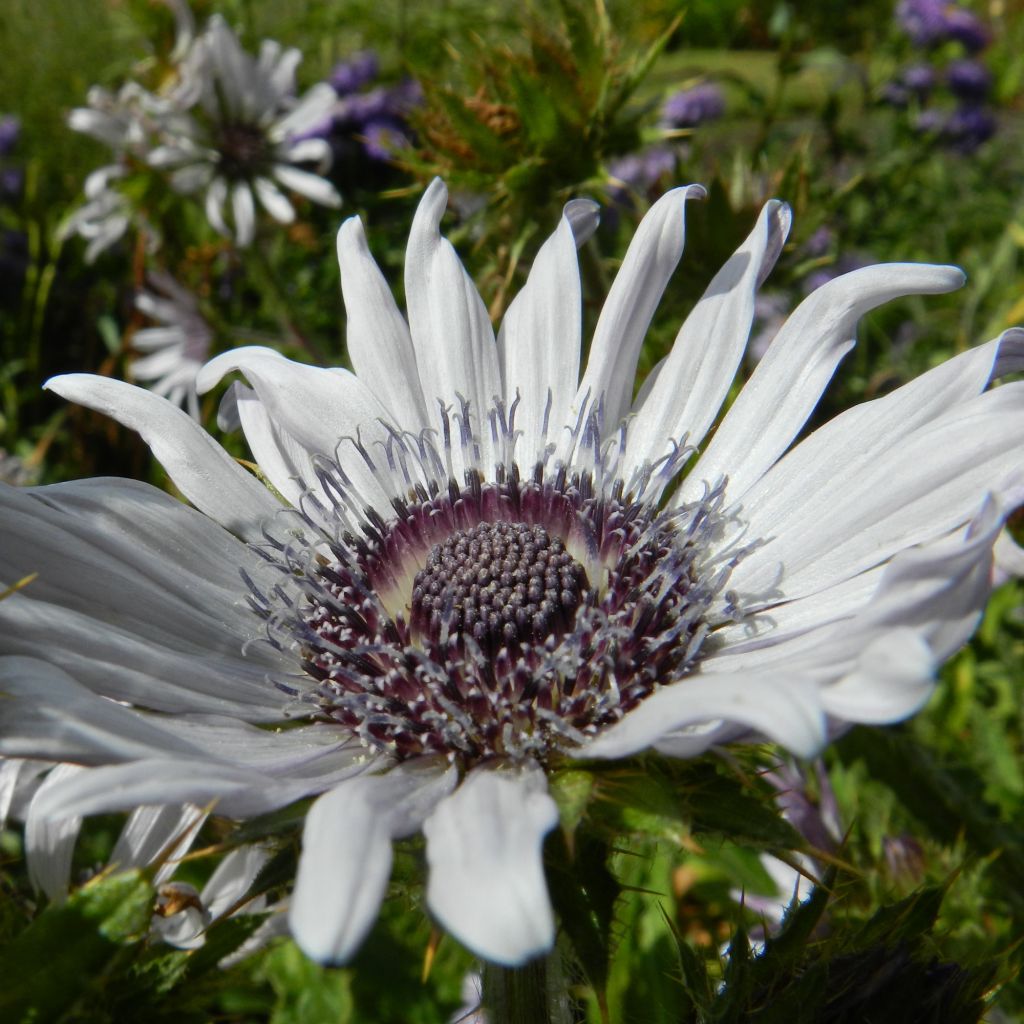 Berkheya purpurea