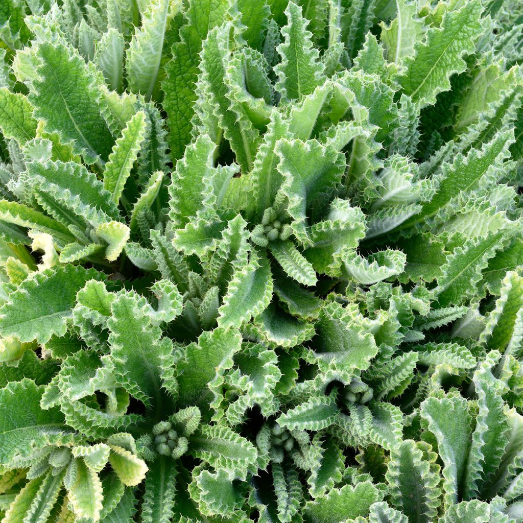 Berkheya purpurea