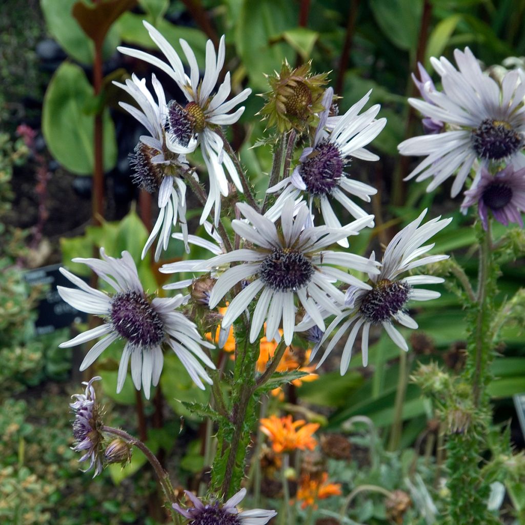 Berkheya purpurea