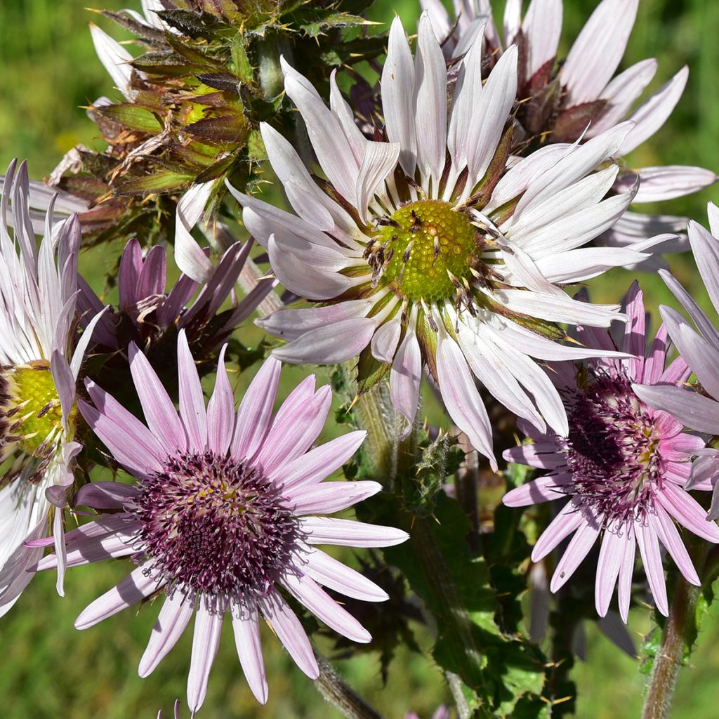 Berkheya purpurea