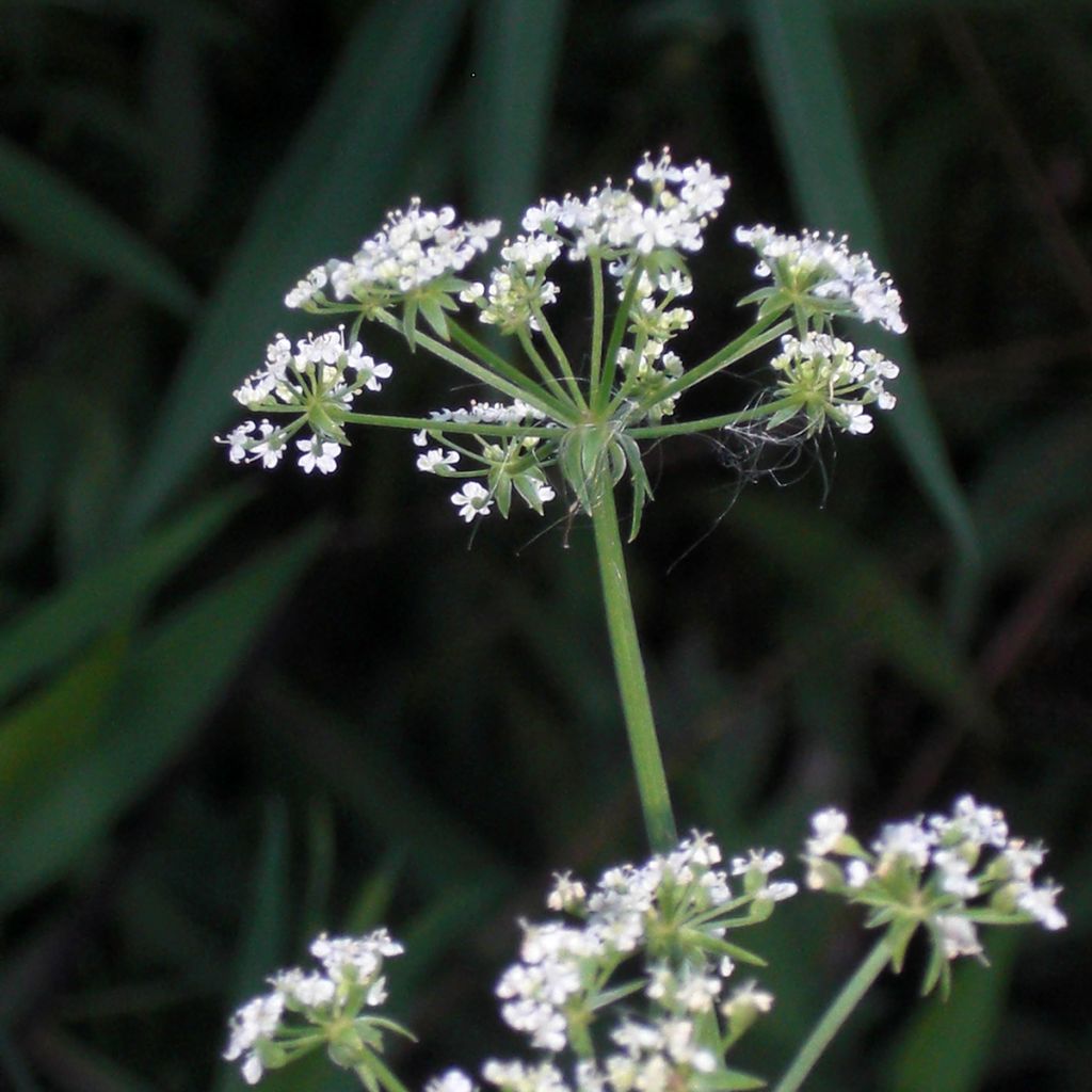 Berula erecta - Berle dressée, Cresson sauvage