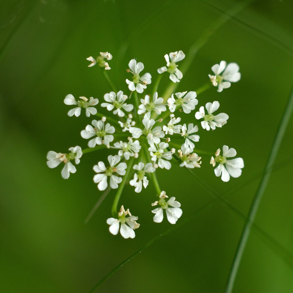 Berula erecta - Berle dressée, Cresson sauvage