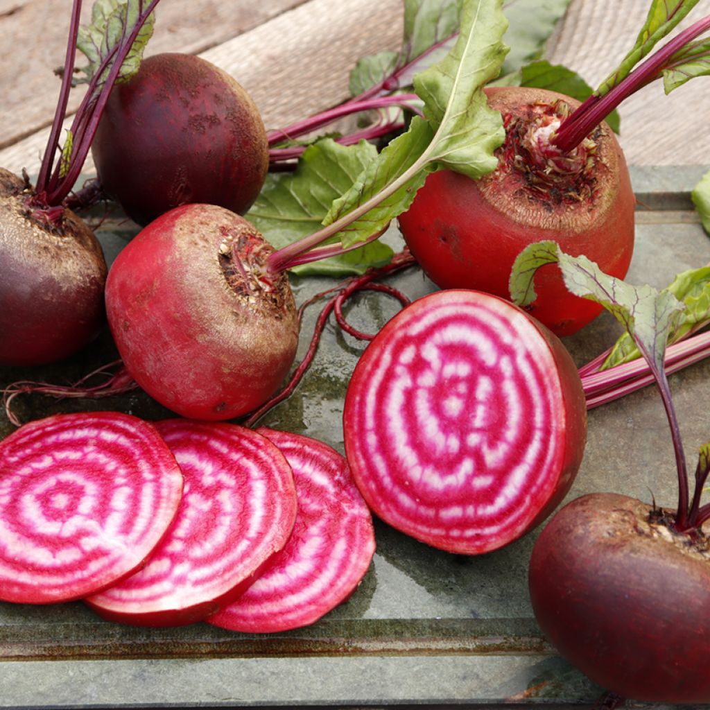 Barbabietola Chioggia