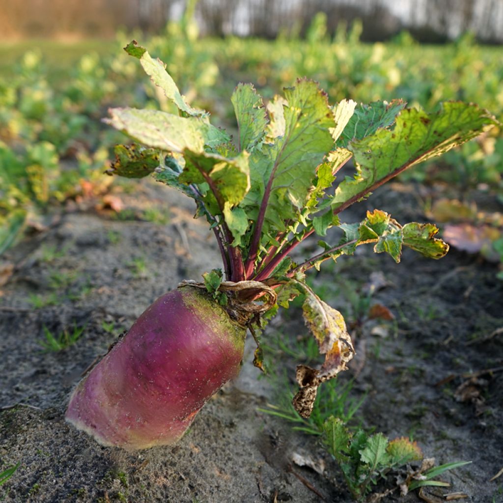 Barbabietola da foraggio Gigante rosso