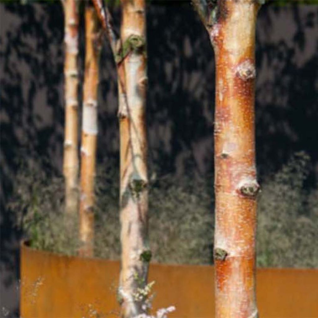 Betula albosinensis Fascination - Betulla cinese