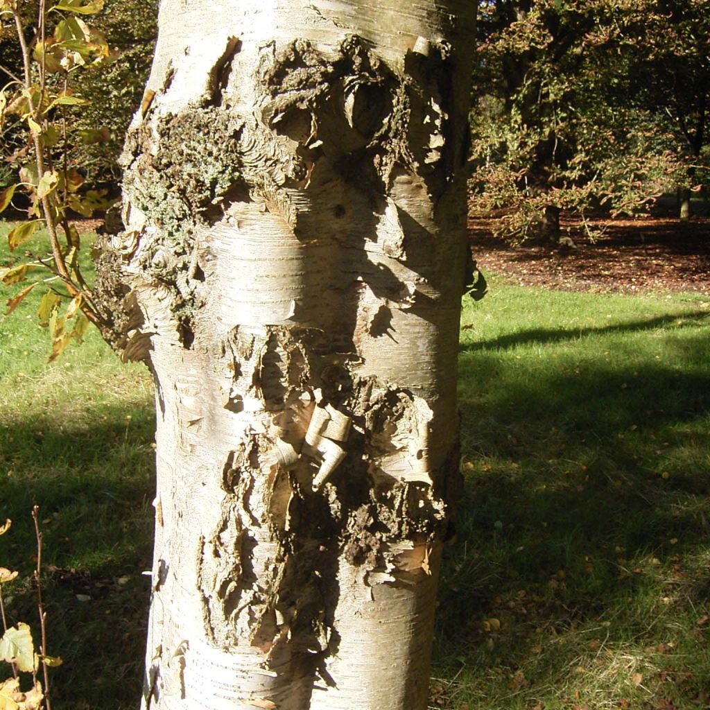 Betula ermanii Holland - Betulla