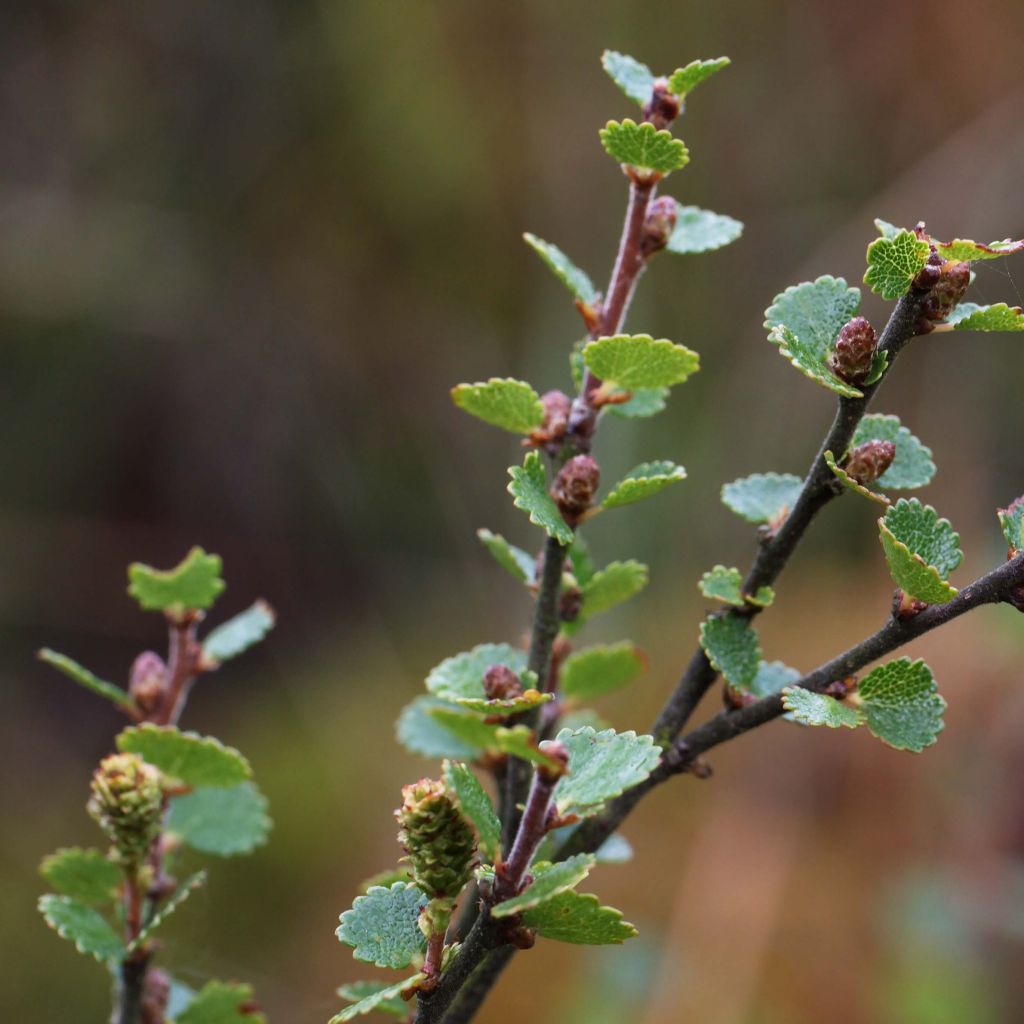 Betula nana - Betulla nana