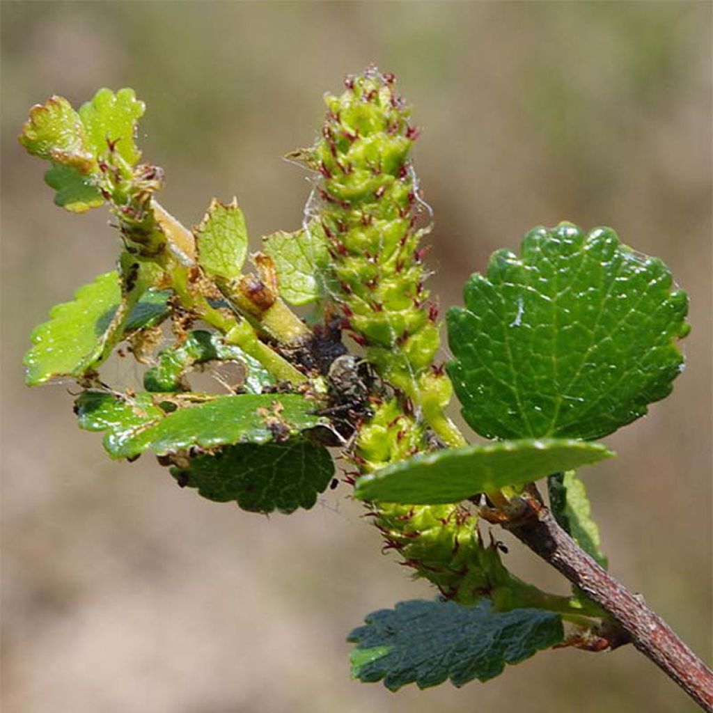 Betula nana - Betulla nana