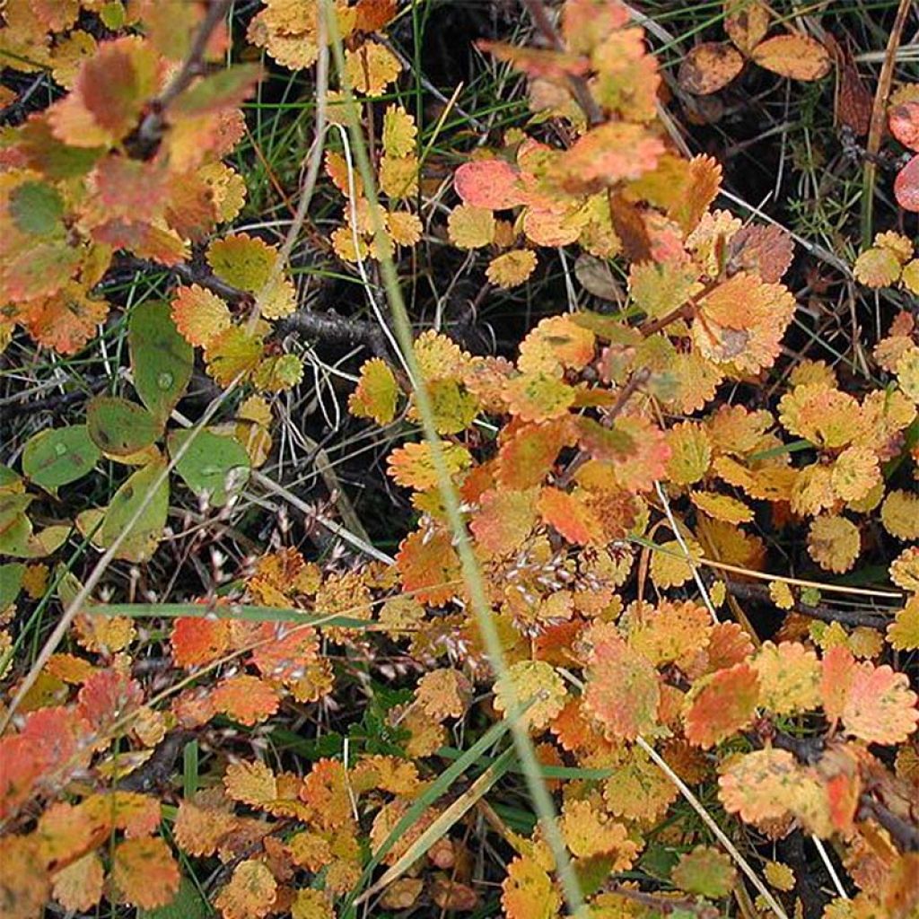 Betula nana - Betulla nana