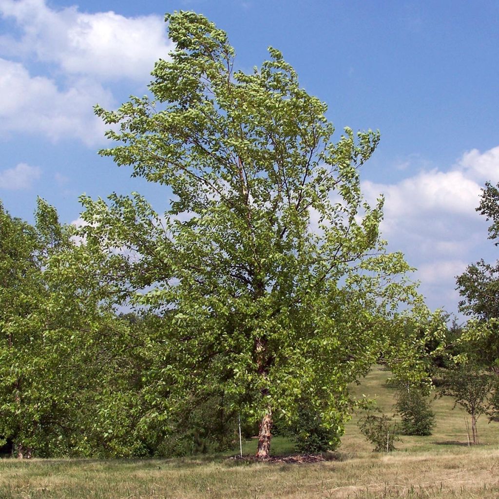 Betula nigra - Betulla nera