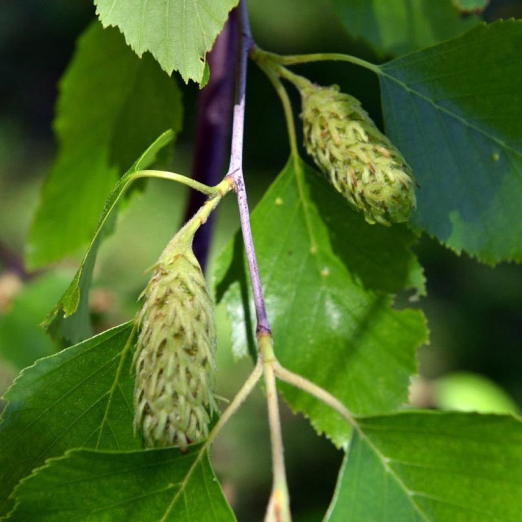 Betula nigra - Betulla nera