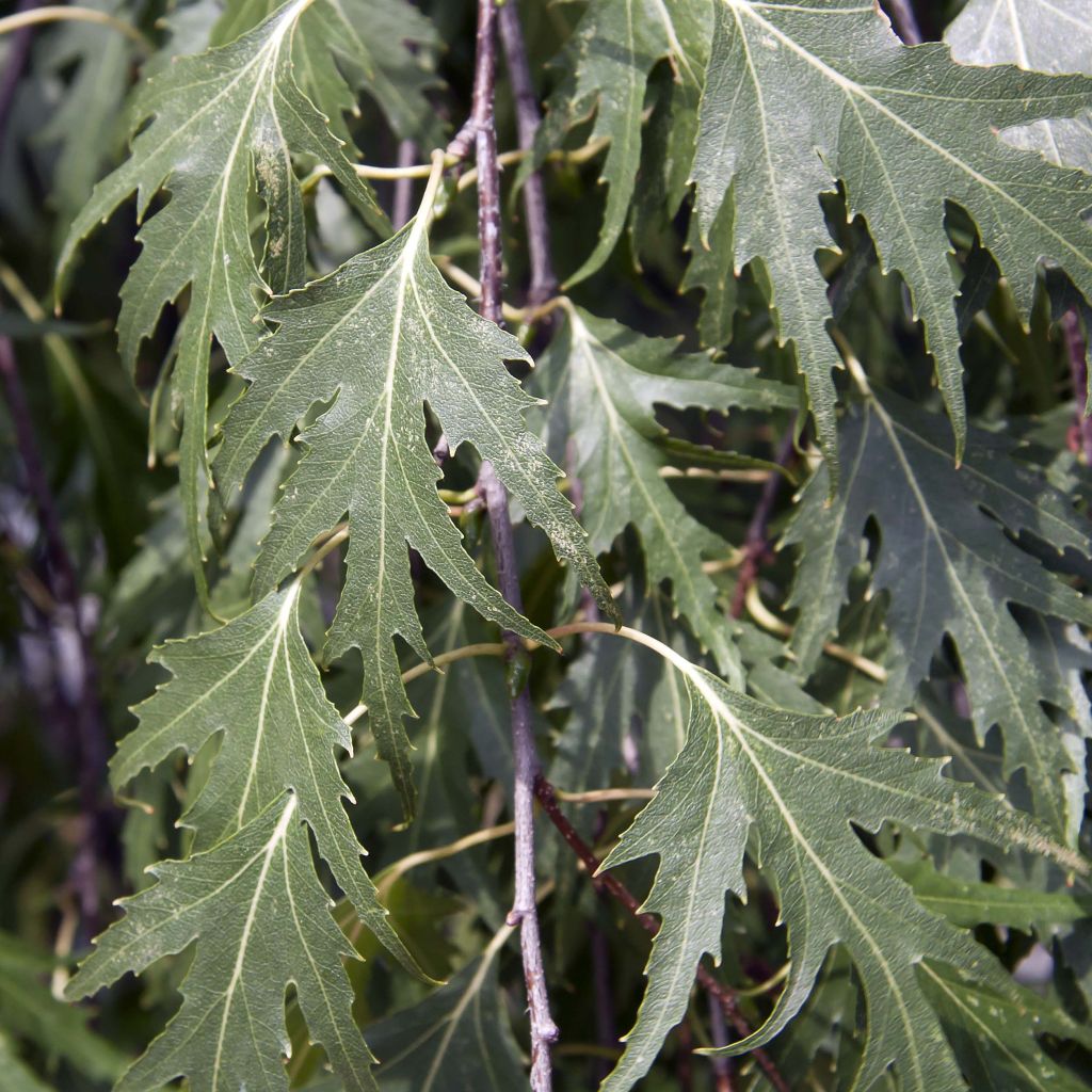 Betula pendula Crispa - Betulla bianca