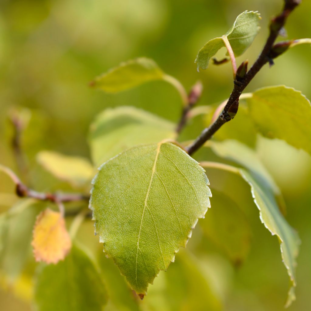 Betula pendula Magical Globe - Betulla bianca