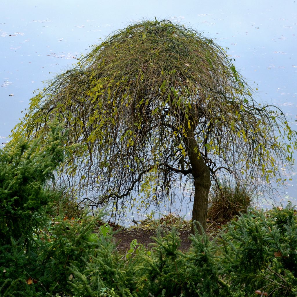 Betula pendula Magical Globe - Betulla bianca