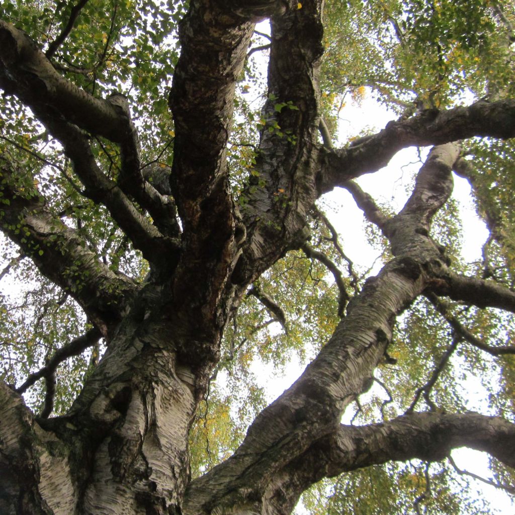 Betula pendula Tristis - Betulla bianca