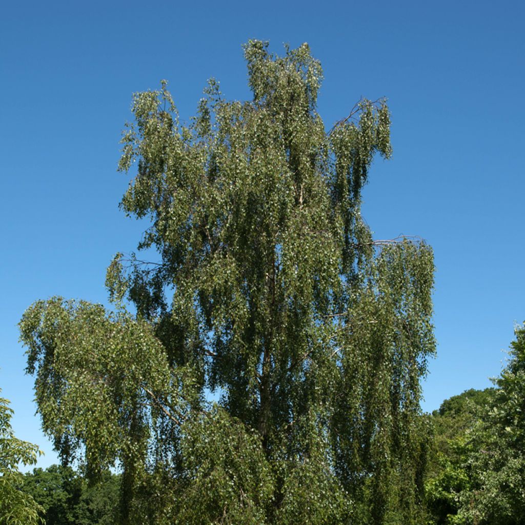 Betula pendula Tristis - Betulla bianca