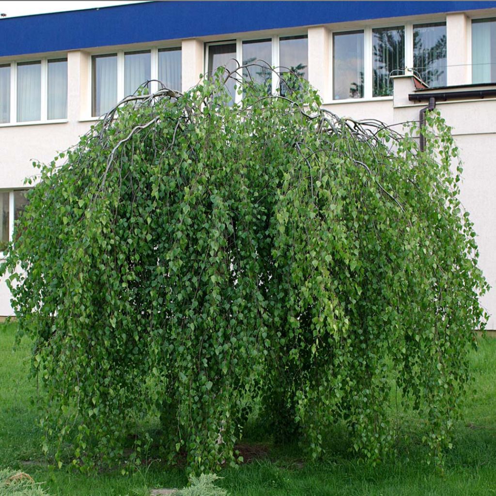 Betula pendula Youngii - Betulla bianca