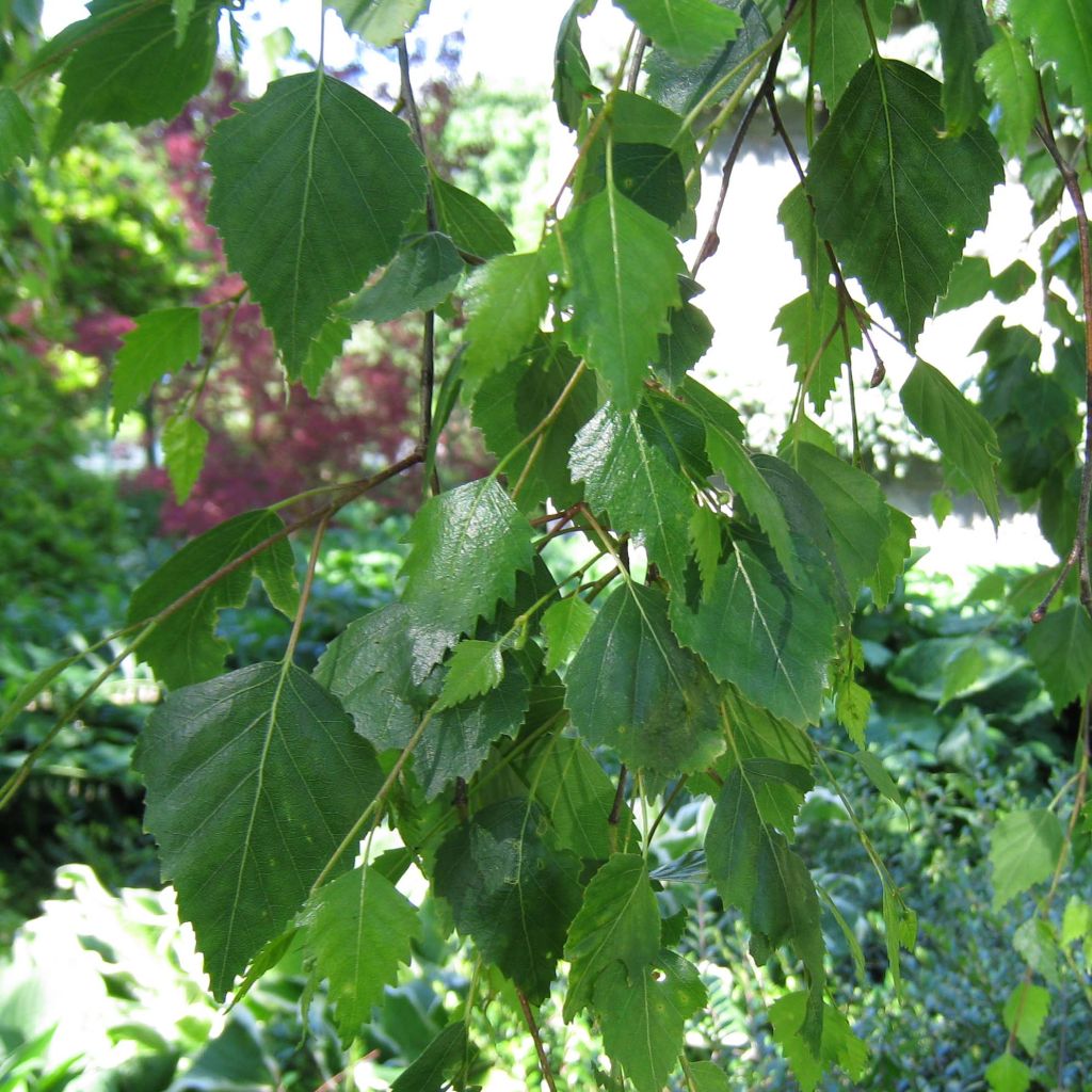 Betula pendula Youngii - Betulla bianca