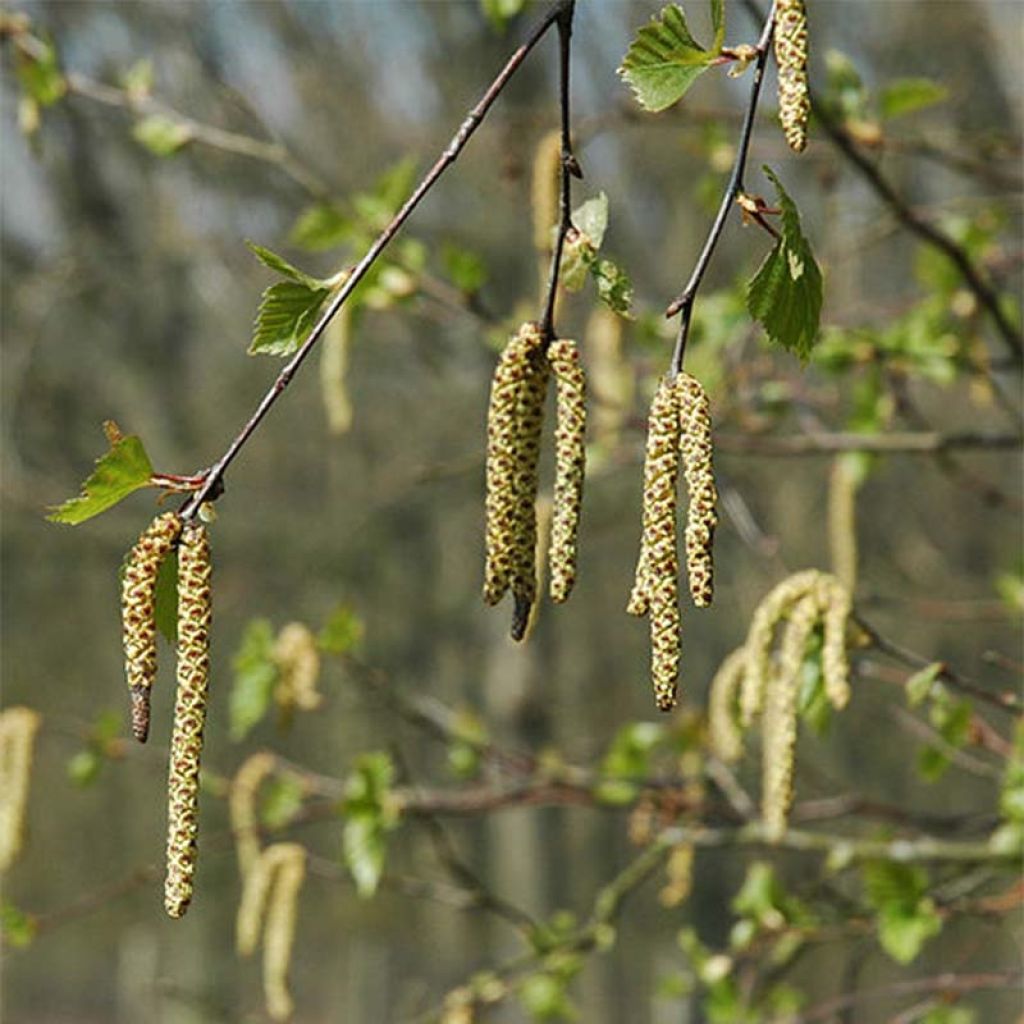 Betula pendula (alba, verrucosa) - Bouleau pleureur.