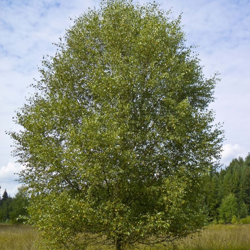 Betula pubescens - Betulla pelosa