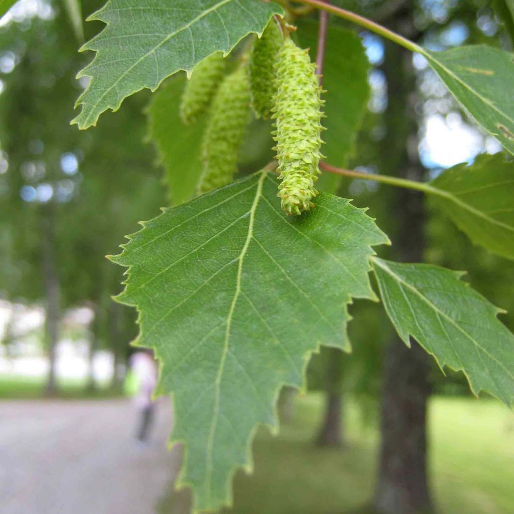 Betula pubescens - Betulla pelosa