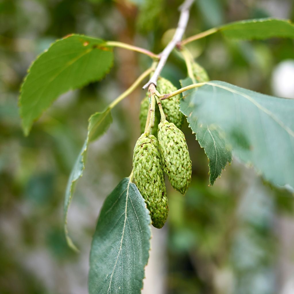 Betula pubescens - Betulla pelosa