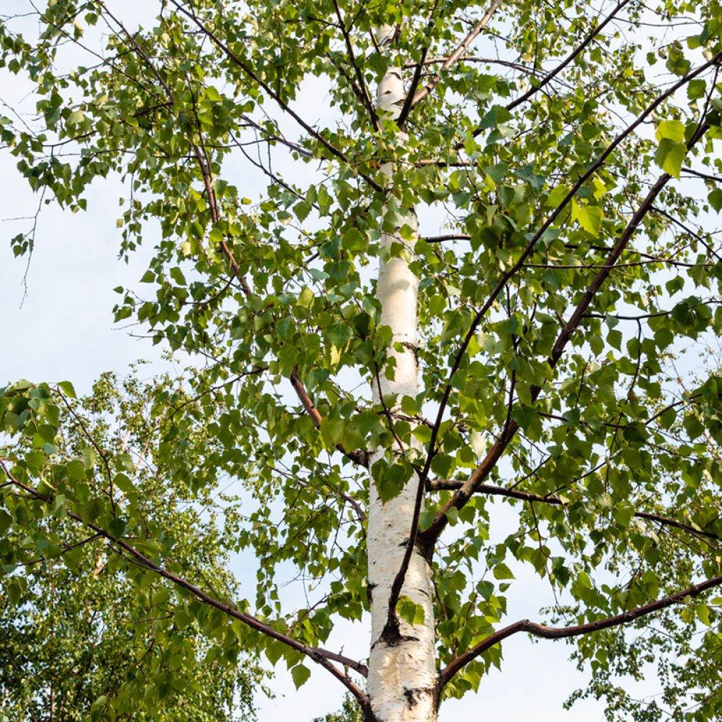 Betula pubescens - Betulla pelosa