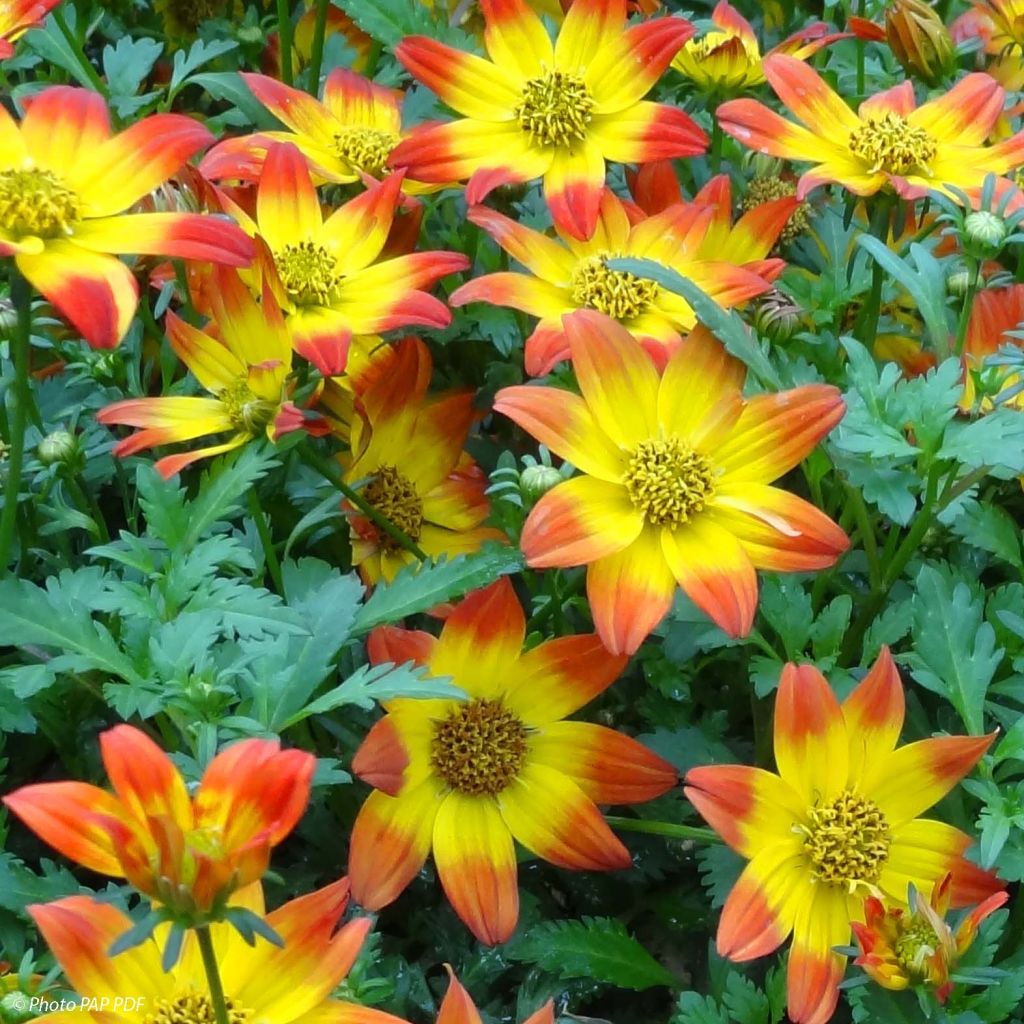 Bidens Beedance Painted Red - Bidens  hybride.