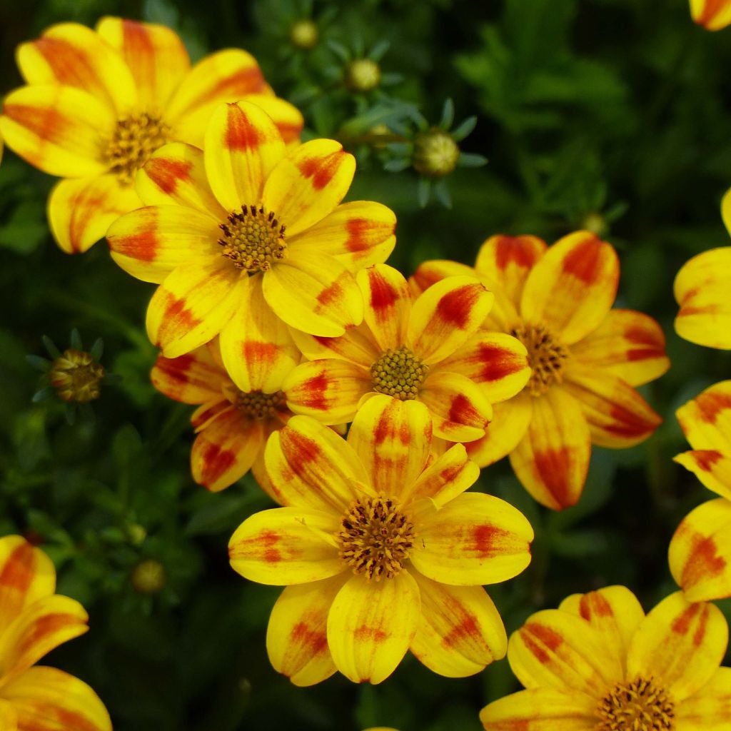 Bidens Beedance Painted Yellow - Bidens hybride.