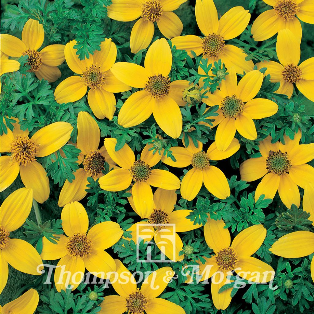 Bidens Ferulifolia Golden Eye 