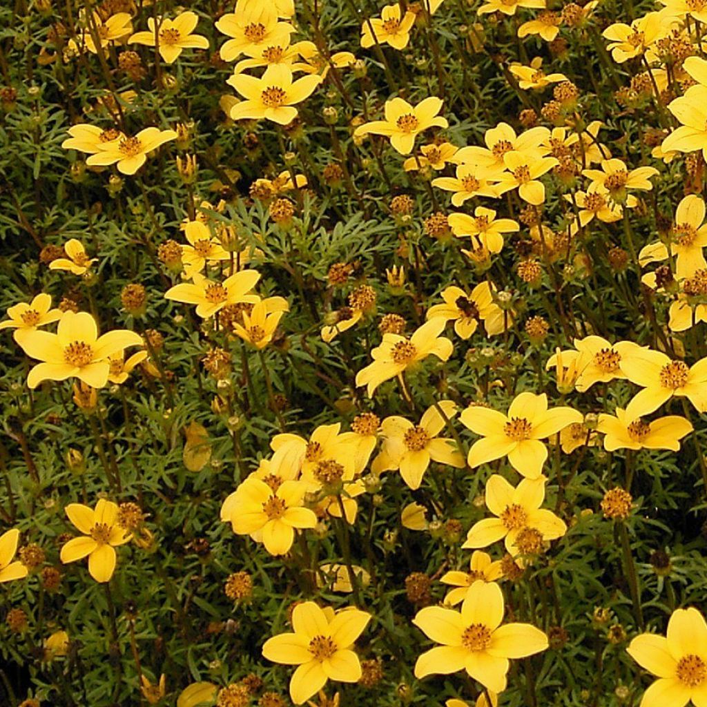 Bidens ferulifolia