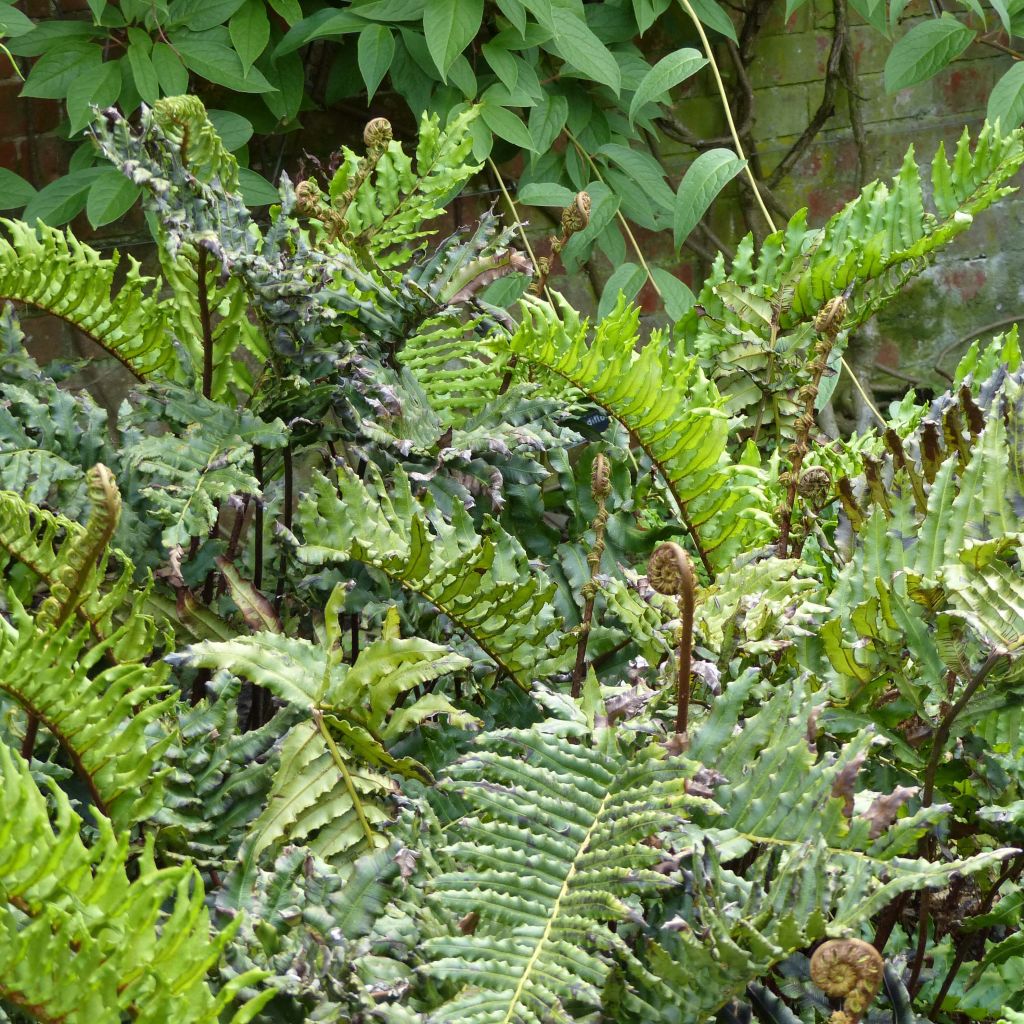 Blechnum chilense - Blechne du Chili