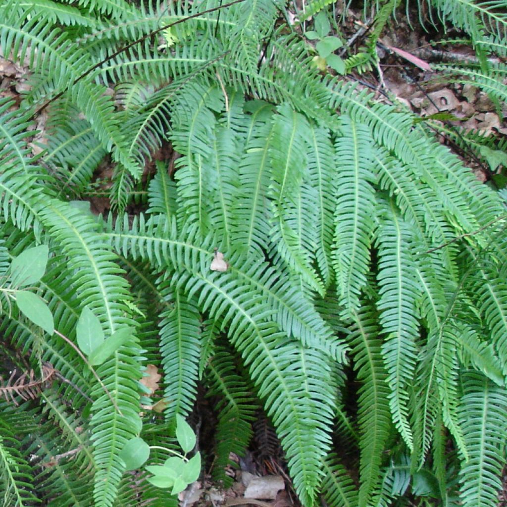 Blechnum spicant, Fougère