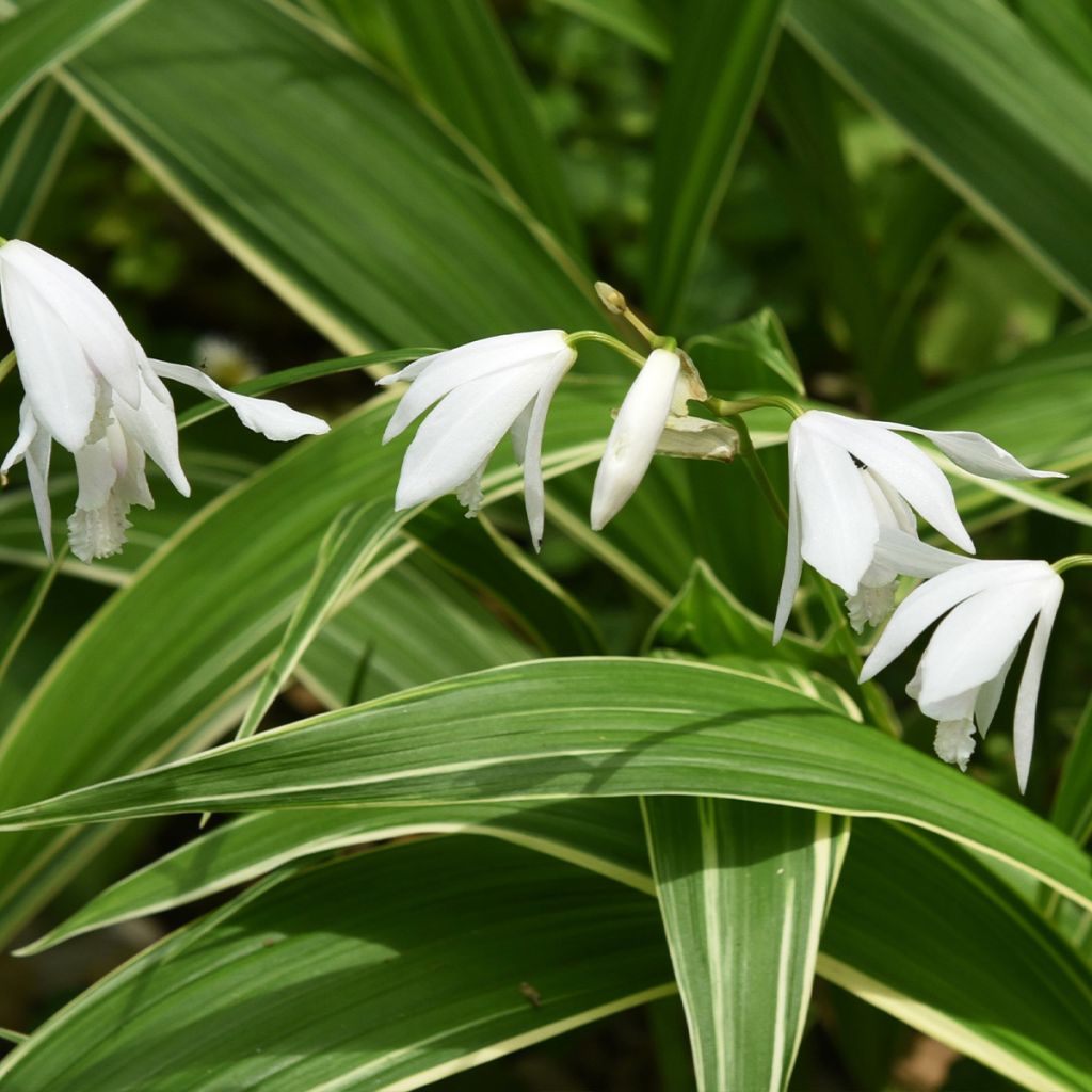 Bletilla striata Alba