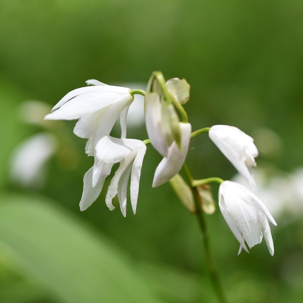 Bletilla striata Alba