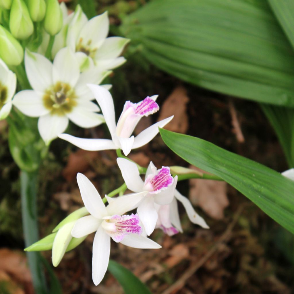 Bletilla striata Alba