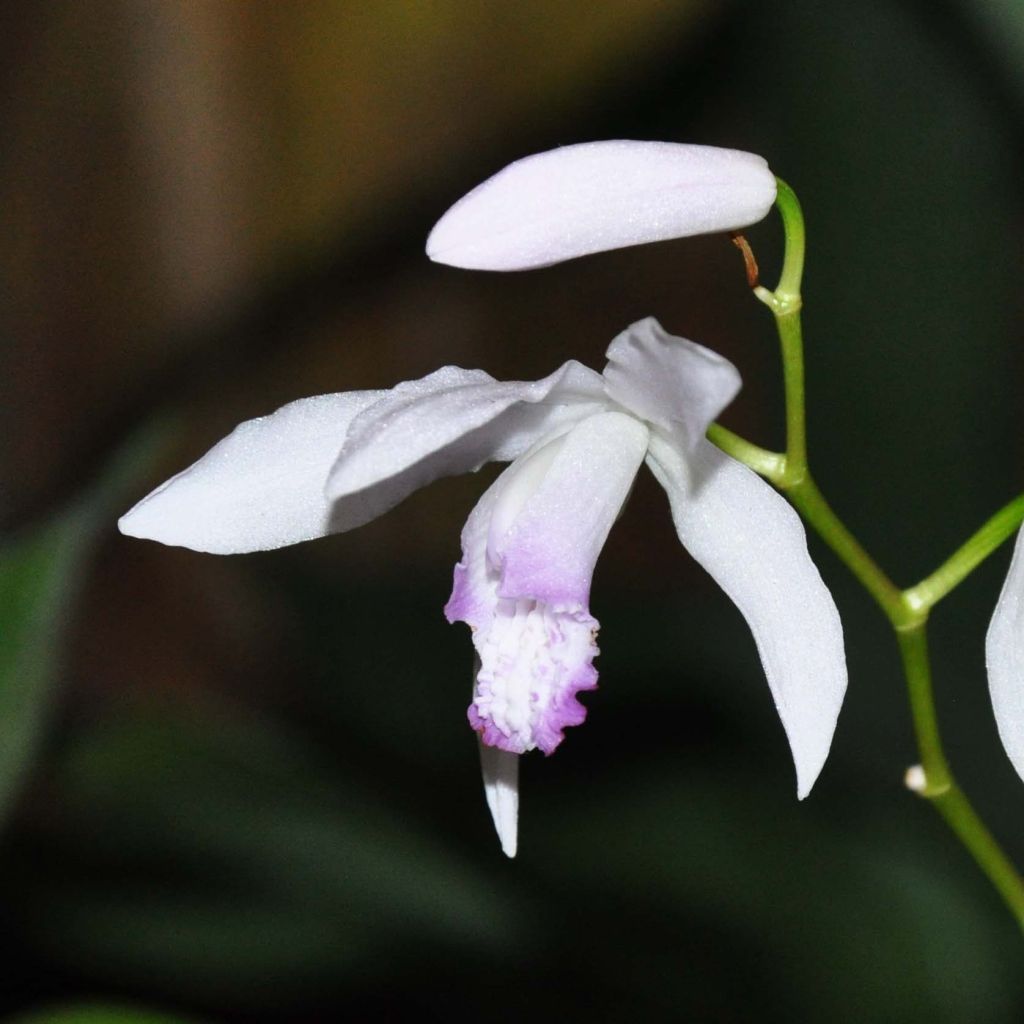 Bletilla striata Kuchi-beni