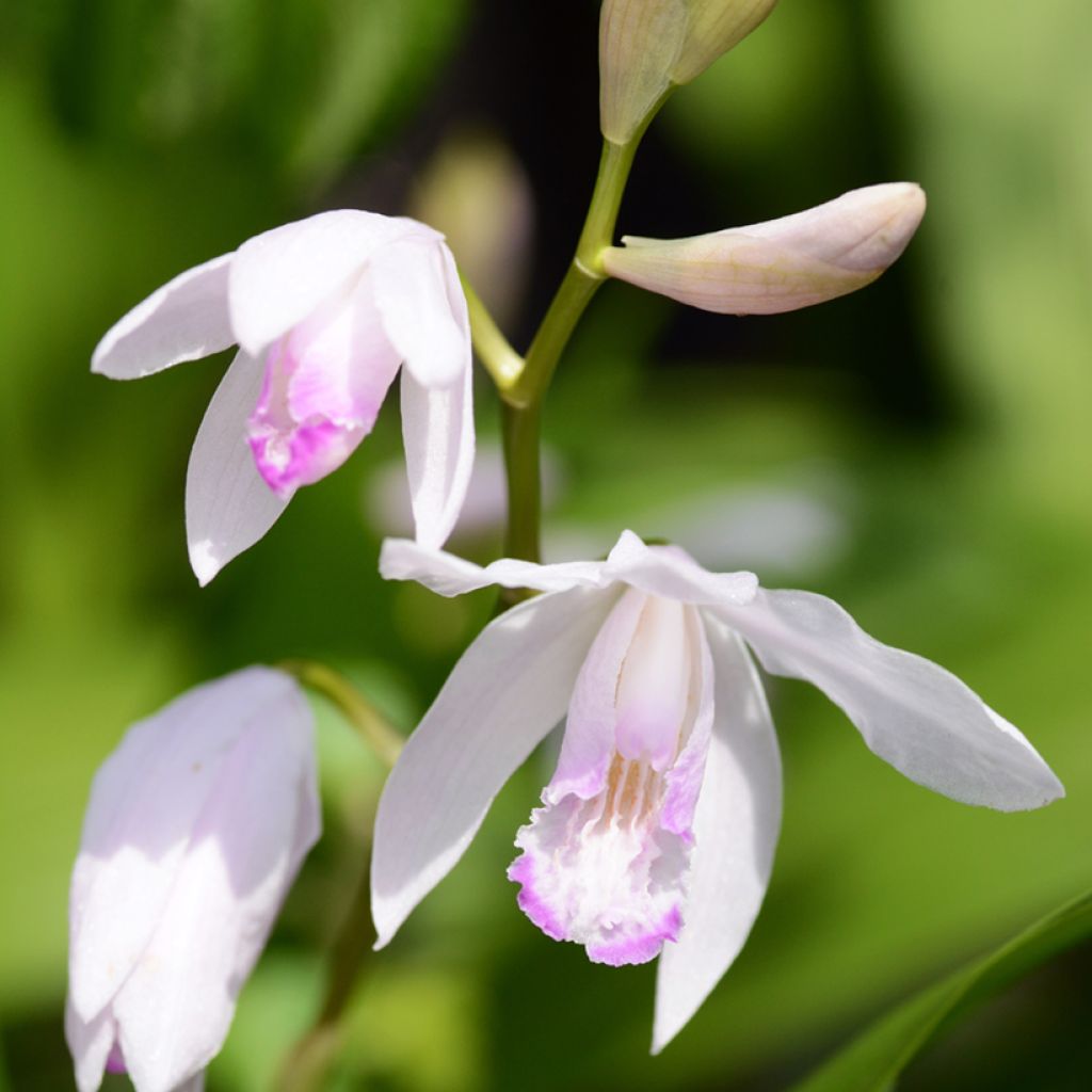 Bletilla striata Kuchi-beni