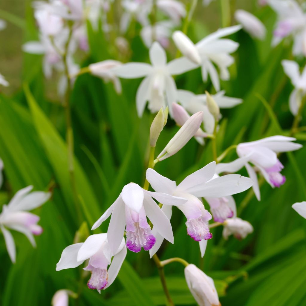 Bletilla striata Kuchi-beni