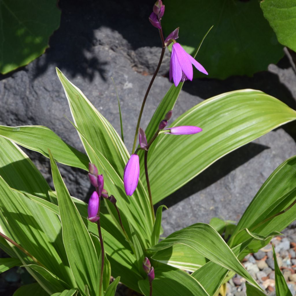 Bletilla variegated - Orchidée jacinthe