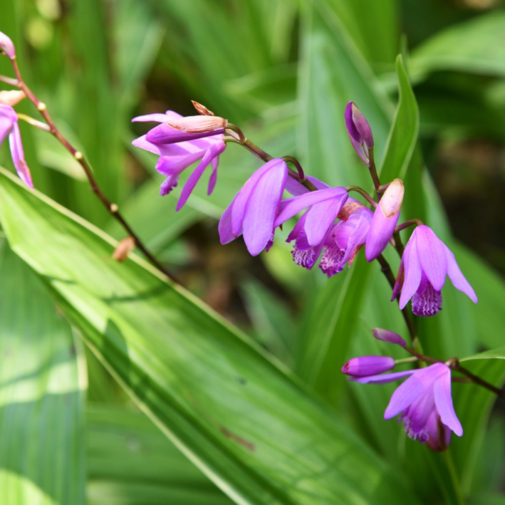 Bletilla variegated - Orchidée jacinthe