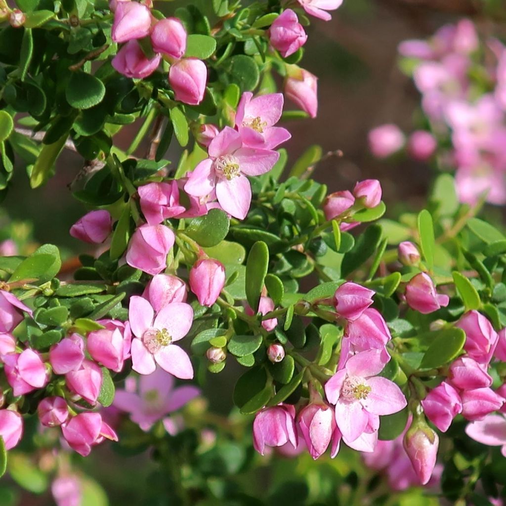 Boronia crenulata Shark Bay