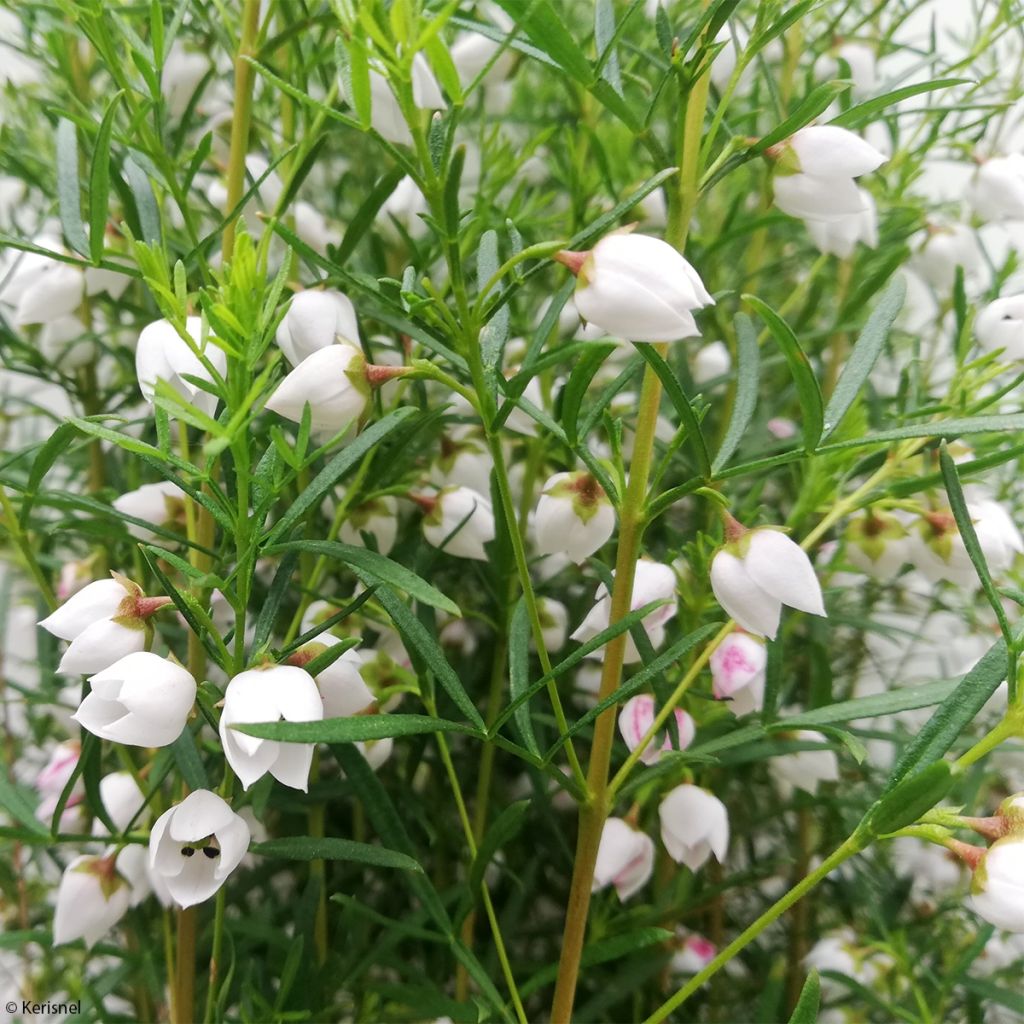 Boronia heterophylla Ice Charlotte - Boronie à feuilles variées