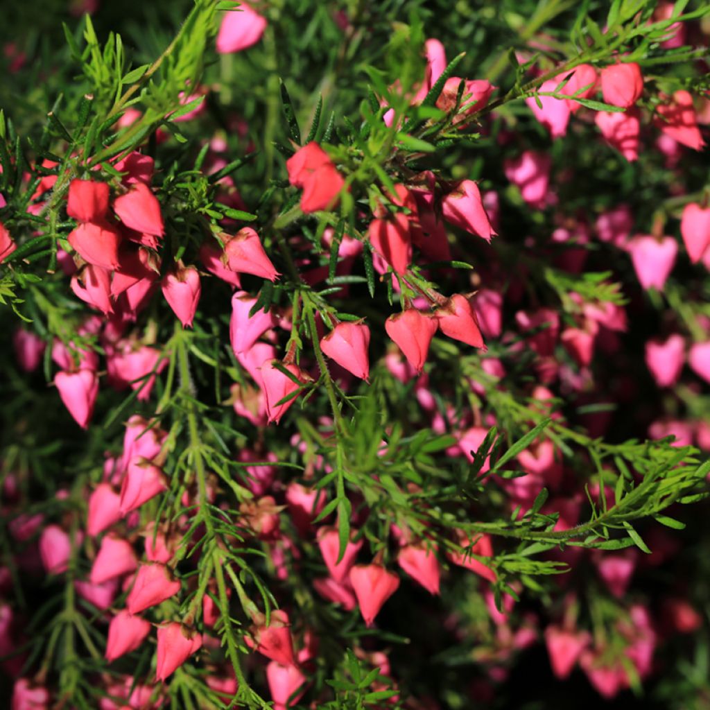 Boronia (x) heterophylla Carousel - Boronie hybride